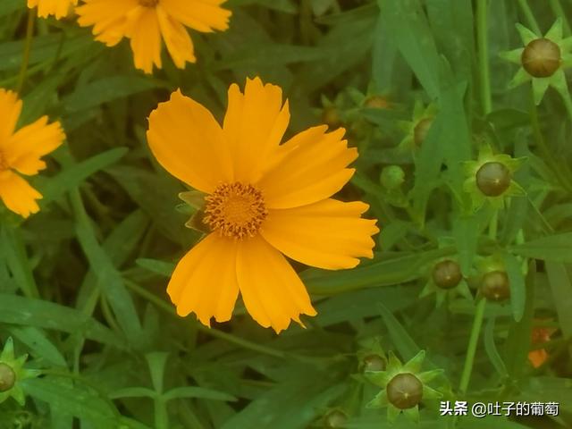 副业怎样选择，不影响工作还能有额外的收入-青简副业网