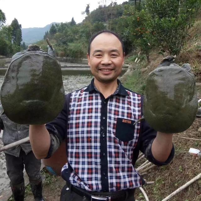 回农村养鳖年收入百万（未来养殖业什么最赚钱农村）-青简副业网