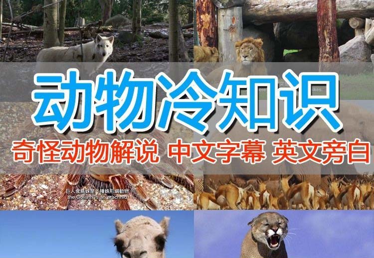 【副业项目6380期】外面卖1699的国外纪录片解说（动物解说、美食、动画片）稳过中视频-青简副业网